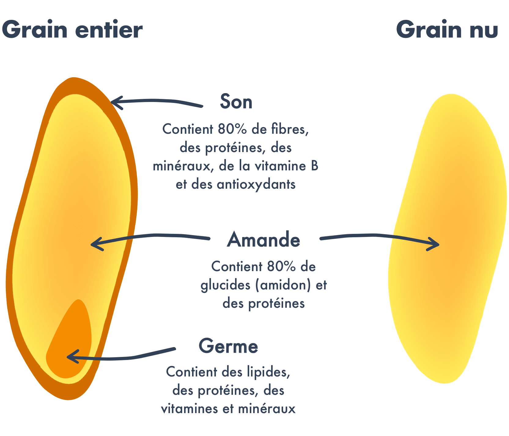 Farine de blé T65 - Du Grain au Pain