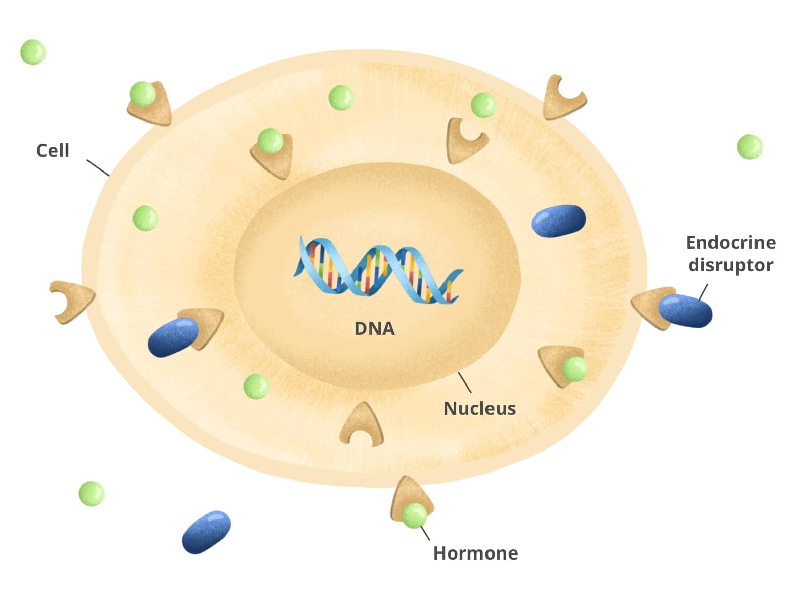 Endocrine disruptors Are they a ticking time bomb? Yuka