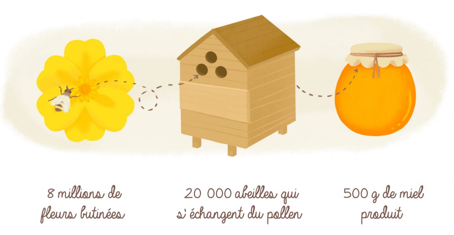 Le miel, un aliment miracle ? Yuka