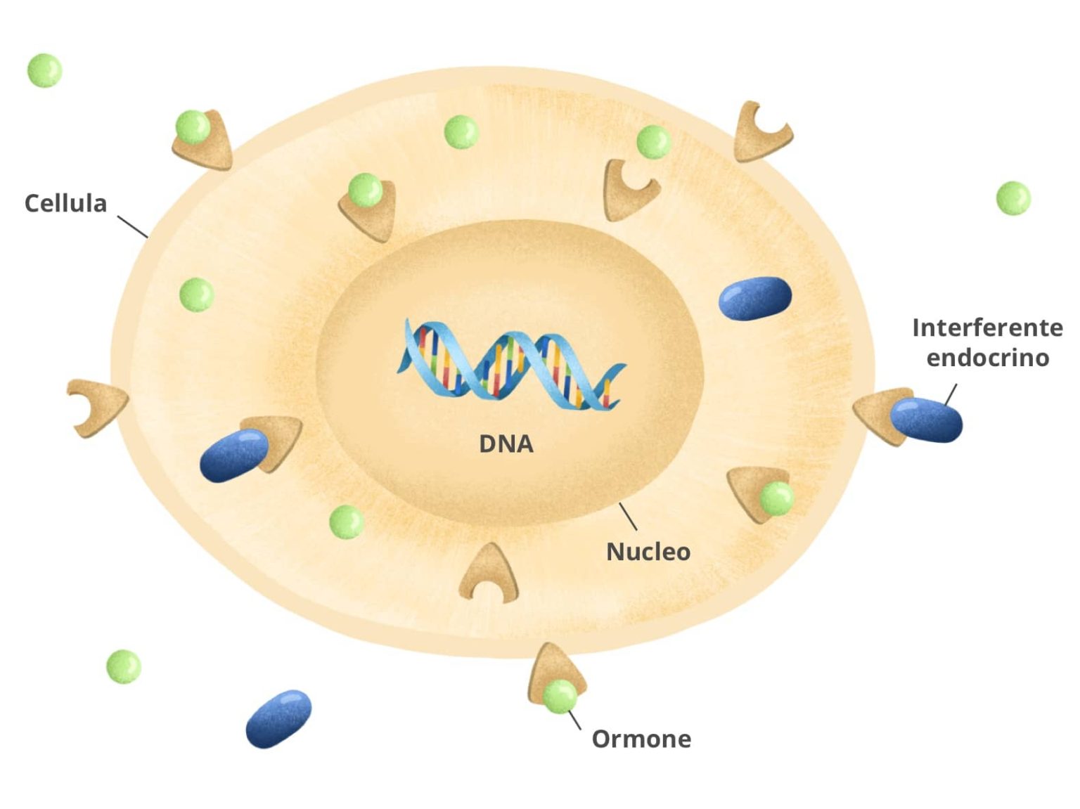 Interferenti Endocrini: Una Bomba A Orologeria? - Yuka