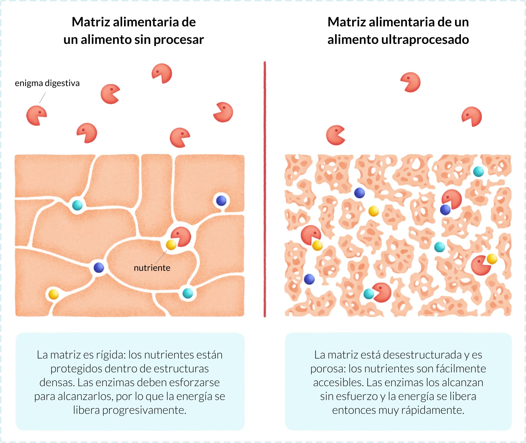 schema matriz