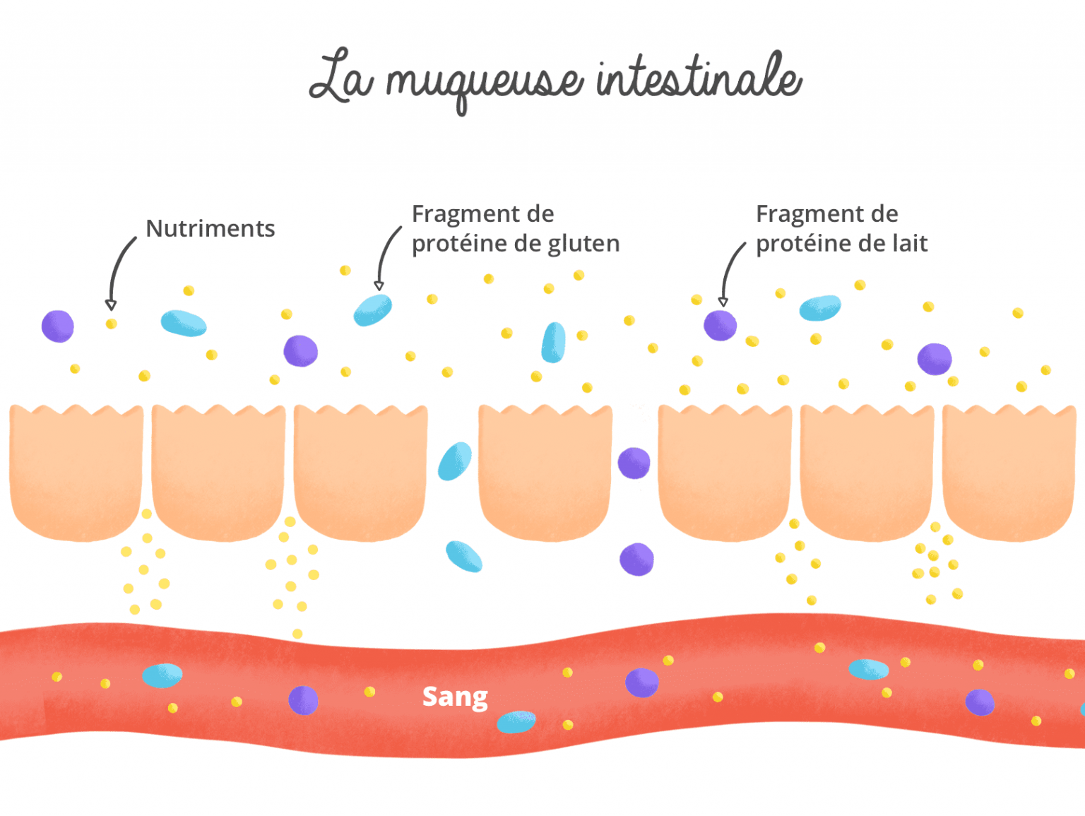 qu'est ce que le gluten